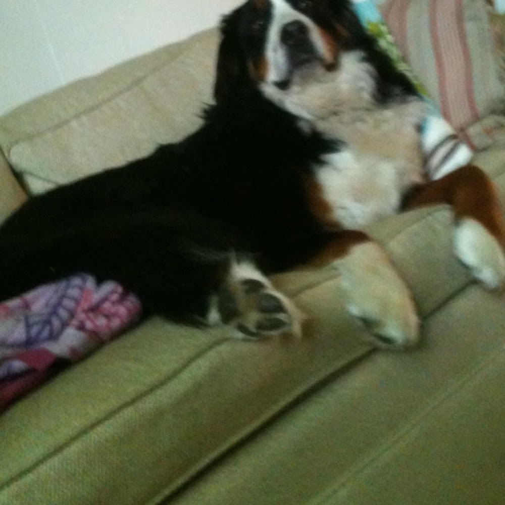 Meet your Posher, Bailey